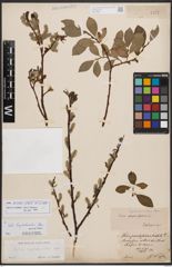 Salix bicolor Ehrh. ex Willd.